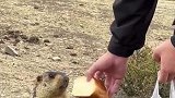 她还挑食了