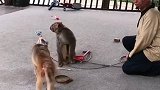 猴子会数数。