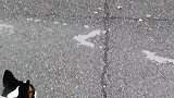 三柯基一起遛个弯，遇见八哥犬哥我只是路过的