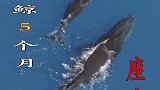 座头鲸耗尽所有的脂肪储备5个月不进食哺育幼鲸!