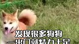 狗狗在草地打滚的原因你知道吗