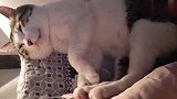 猫咪今儿话可多了，躺沙发上和主人你一句我一句的，在聊什么呢