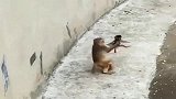 猴爸爸真会玩，把自己转晕了不要紧，小猴子受得了吗