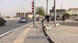 满大街的流浪狗，个个漂亮帅气的中华田园犬为何没有人领养？
