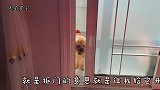 泰迪狗真矫情，门缝那么大还假装出不来，小爪子挠门的样子好可爱
