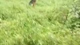 因下大雨急着赶羊回家，当时它去追赶猎物了