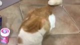 猫:这个家待不下去了,都快被铲屎官玩坏了!