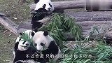 熊猫团子聚餐，竹子抢着吃才香，画面太好玩了哈哈