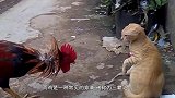 孔雀对着一只母鸡开屏，母鸡一脸蒙圈：你这是啥意思