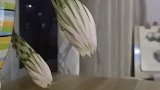 你见过昙花一现吗？花一个半小时拍的，只拍了你绽放的样子太美了