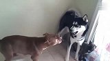 二哈跟比特犬打架，咋打着打着亲了起来