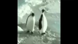 搞笑的企鹅，超萌的
