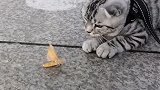 猫：给你逃命的机会了，你自己不走！