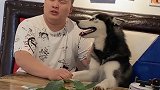 哈士奇听主人唱歌，当唱到高潮部分时，二哈的反应，笑死人不偿命