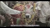 你见过牛举办婚礼吗，带有很多的珠宝，场面让人难以置信？