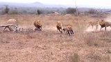 雄狮玩弄鬣狗，以受伤鬣狗为诱饵，试图引诱其他鬣狗前来救援！