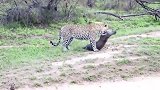 豹子仅用三十秒捕获野猪！厉害啦！