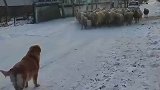 狗狗第一次遇到羊群，惊慌失措躲到小主人身后