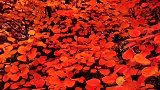紅叶，像无数把撑开的小紅伞。
