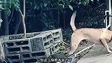 问君能有几多愁，恰似蜜蜂蛰狗头