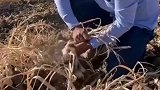 葱辣眼，蒜辣心，田间地头，干农活