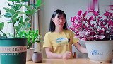 手把手教你扦插油画吊兰，学会了怕家里花盆不够用