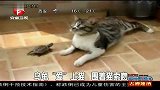 实拍乌龟“爱”上猫 围着猫索吻