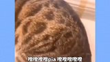 猫：我怎么就有这么个神经病主人