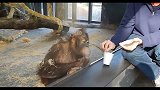 动物园管理员给大猩猩变魔术，下一秒猩猩笑到崩溃，太戏精