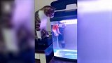 水族箱里的鱼，看到观察的猫咪后，时不时蹦出来袭击猫咪一下！