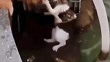 流浪猫落水不让人靠近
