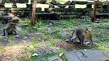 实拍：猴子冲突一触即发