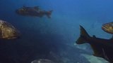 世界上最可怕的鱼，比食人鱼还可怕万倍！见了它赶紧跑