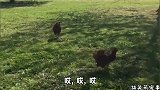 我感觉我家狗子可能智商有点问题，跟瓶子打起来了