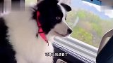 狗：这羊怎么不上道儿呢，找炖呢是吧？