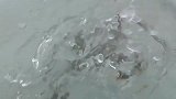 河豚一离开水就气鼓鼓的，回到水里就消气，心情变化真快