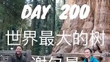 世界上的最大的树在加州！