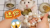 给仓鼠开珍珠蚌了