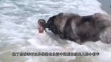 主人让柴犬看孩子，回家看到这一幕被惊到了，这狗绝对成精了！