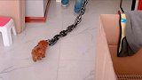 搞笑视频一你家狗是犯天条了吗一拿这么粗的链子拴着