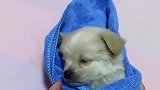 广西主人一帮小奶狗包上毯子，小奶狗立马闭上眼睛，真是秒睡
