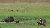 看着真疼，野狗活活掏肛分食角马，镜头记录角马绝望瞬间！