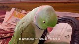 鸟是十分聪明的，一群鸟在南迁之前，到女子家感谢女子