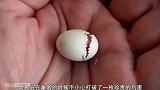 饲养员不小心打破珍贵的蛋，用胶带缠住后，竟孵出了濒危物种