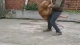 金毛：先让你三次，你还有什么招小样这招不灵啦