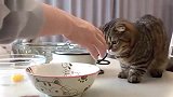 贪吃的小猫咪，看见什么吃什么，谁都拦不住