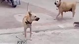 宠物医生因给狗子做绝育，遭全村狗子围攻