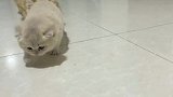 刚学会走路的小猫后面还有猫保姆