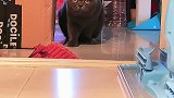 养猫的家庭是否有同感