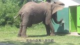 大象闯入居民家，还会自己开水龙头喝水，莫非它们成精了！